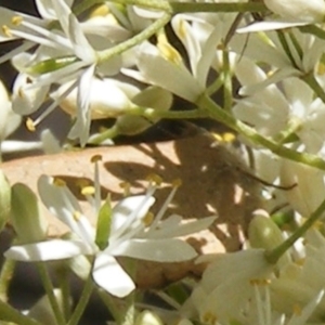 Paralucia pyrodiscus at Mount Taylor NR (MTN) - suppressed