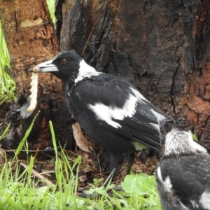 Hepialidae (family) IMMATURES at Lions Youth Haven - Westwood Farm A.C.T. - 17 Jan 2024