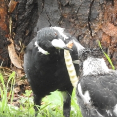 Hepialidae (family) IMMATURES at Lions Youth Haven - Westwood Farm A.C.T. - 17 Jan 2024