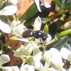 Psilota sp. (genus) (Hover fly) at Mount Taylor - 19 Jan 2024 by MichaelMulvaney