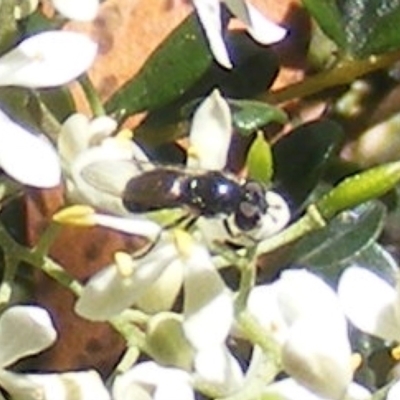 Psilota sp. (genus) (Hover fly) at Mount Taylor NR (MTN) - 19 Jan 2024 by MichaelMulvaney