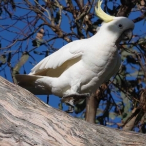 Cacatua galerita at Watson Green Space - 19 Jan 2024 04:53 PM