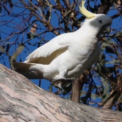 Cacatua galerita (Sulphur-crested Cockatoo) at Watson Green Space - 19 Jan 2024 by AniseStar