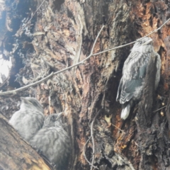 Artamus cyanopterus (Dusky Woodswallow) at Lions Youth Haven - Westwood Farm A.C.T. - 17 Jan 2024 by HelenCross