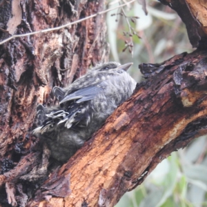 Artamus cyanopterus at Kambah, ACT - 17 Jan 2024