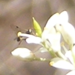 Parapalaeosepsis plebeia (Ant fly) at Mount Taylor NR (MTN) - 19 Jan 2024 by MichaelMulvaney