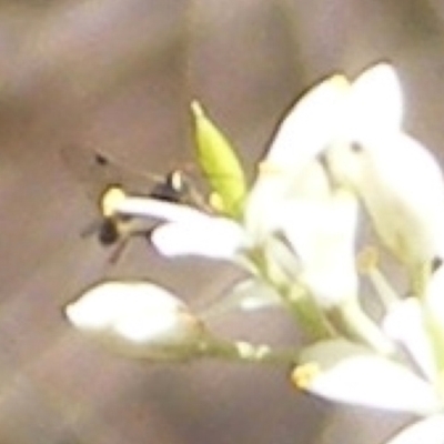 Parapalaeosepsis plebeia (Ant fly) at Mount Taylor - 19 Jan 2024 by MichaelMulvaney