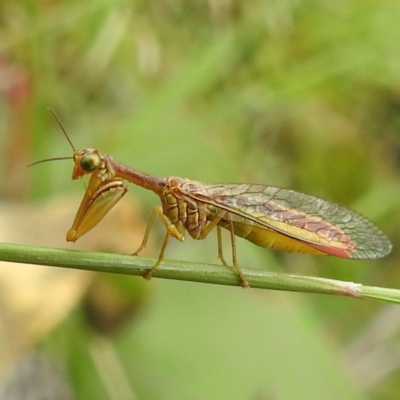 Mantispidae (family) (Unidentified mantisfly) at Tuggeranong Hill - 15 Jan 2024 by HelenCross