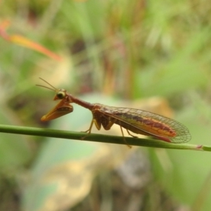 Mantispidae (family) at Tuggeranong Hill - 16 Jan 2024