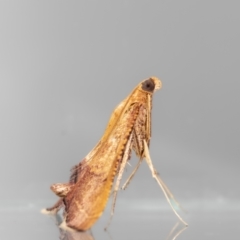 Endotricha pyrosalis (A Pyralid moth) at Jerrabomberra, NSW - 18 Jan 2024 by MarkT
