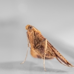 Endotricha pyrosalis at QPRC LGA - suppressed