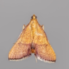 Endotricha pyrosalis at QPRC LGA - 18 Jan 2024