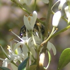 Apiformes (informal group) (Unidentified bee) at Mount Taylor NR (MTN) - 19 Jan 2024 by MichaelMulvaney