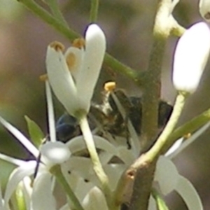 Apiformes (informal group) at Mount Taylor NR (MTN) - 19 Jan 2024