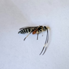 Ichneumonidae (family) (Unidentified ichneumon wasp) at QPRC LGA - 19 Jan 2024 by MatthewFrawley