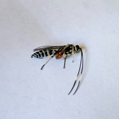 Ichneumonidae (family) (Unidentified ichneumon wasp) at QPRC LGA - 19 Jan 2024 by MatthewFrawley