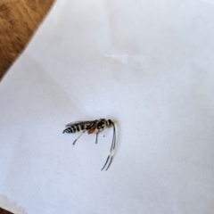 Ichneumonidae (family) at QPRC LGA - 19 Jan 2024