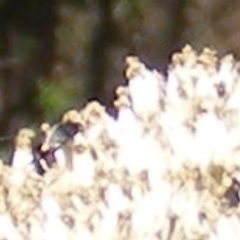 Mordellidae (family) (Unidentified pintail or tumbling flower beetle) at Kambah, ACT - 19 Jan 2024 by MichaelMulvaney