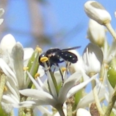 Psilota sp. (genus) (Hover fly) at Mount Taylor - 19 Jan 2024 by MichaelMulvaney