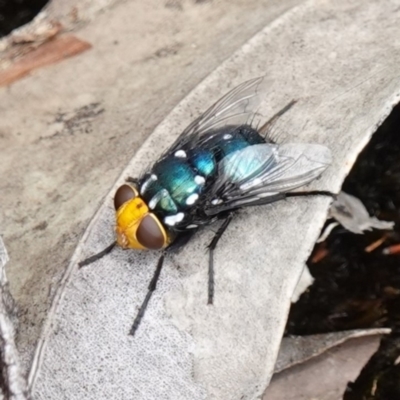 Unidentified Bristle Fly (Tachinidae) at Jervis Bay, JBT - 17 Jan 2024 by RobG1