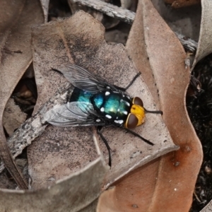 Amenia sp. (genus) at Booderee National Park - 17 Jan 2024 01:05 PM