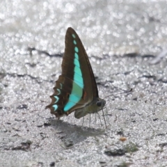 Unidentified Swallowtail (Papilionidae) at Ormiston, QLD - 12 Jan 2024 by TimL