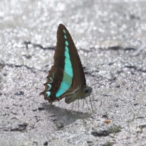 Graphium choredon at Ormiston, QLD - 13 Jan 2024