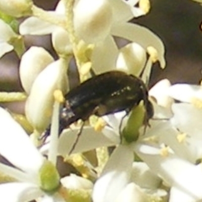 Mordella limbata (A pintail beetle) at Kambah, ACT - 19 Jan 2024 by MichaelMulvaney