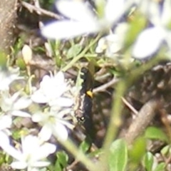 Odontomyia hunteri (Soldier fly) at Mount Taylor - 19 Jan 2024 by MichaelMulvaney