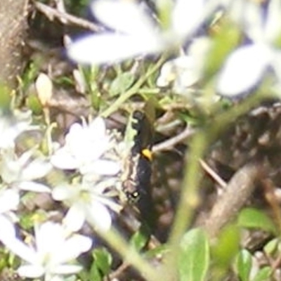 Odontomyia hunteri (Soldier fly) at Mount Taylor - 19 Jan 2024 by MichaelMulvaney