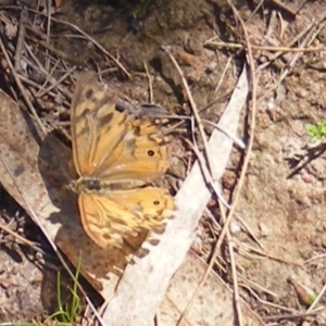 Heteronympha merope at Mount Taylor NR (MTN) - 19 Jan 2024 05:10 PM