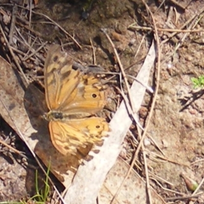 Heteronympha merope (Common Brown Butterfly) at Mount Taylor NR (MTN) - 19 Jan 2024 by MichaelMulvaney