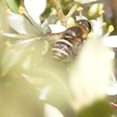 Villa sp. (genus) (Unidentified Villa bee fly) at Kambah, ACT - 19 Jan 2024 by MichaelMulvaney