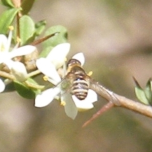 Villa sp. (genus) at Mount Taylor NR (MTN) - 19 Jan 2024