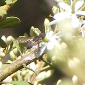 Villa sp. (genus) at Mount Taylor NR (MTN) - 19 Jan 2024