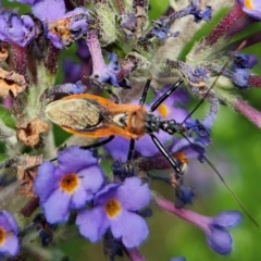 Gminatus australis (Orange assassin bug) at Braidwood, NSW - 19 Jan 2024 by MatthewFrawley