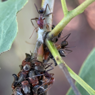 Iridomyrmex purpureus (Meat Ant) at Nicholls, ACT - 19 Jan 2024 by Hejor1