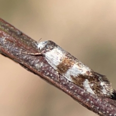 Isomoralla gephyrota (A Concealer moth) at Nicholls, ACT - 19 Jan 2024 by Hejor1