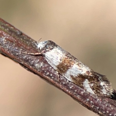 Isomoralla gephyrota (A Concealer moth) at Nicholls, ACT - 19 Jan 2024 by Hejor1