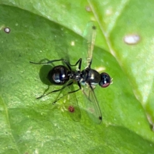 Parapalaeosepsis plebeia at Percival Hill - 19 Jan 2024