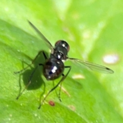 Parapalaeosepsis plebeia at Percival Hill - 19 Jan 2024