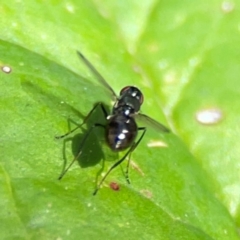 Parapalaeosepsis plebeia at Percival Hill - 19 Jan 2024