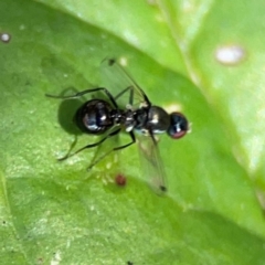 Parapalaeosepsis plebeia at Percival Hill - 19 Jan 2024