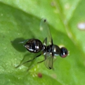 Parapalaeosepsis plebeia at Percival Hill - 19 Jan 2024