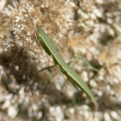 Orthodera ministralis at Percival Hill - 19 Jan 2024 01:14 PM