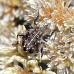 Oncocoris geniculatus (A shield bug) at Nicholls, ACT - 19 Jan 2024 by Hejor1