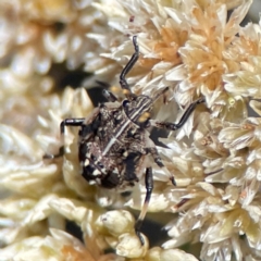 Oncocoris geniculatus (A shield bug) at Percival Hill - 19 Jan 2024 by Hejor1