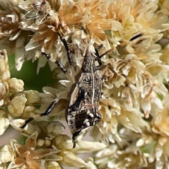 Oncocoris geniculatus at Percival Hill - 19 Jan 2024