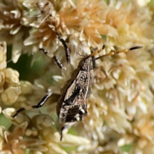 Oncocoris geniculatus at Percival Hill - 19 Jan 2024 01:01 PM