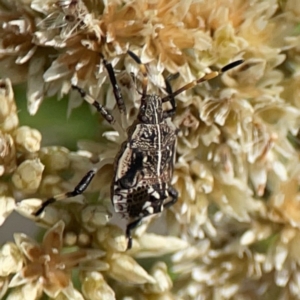 Oncocoris geniculatus at Percival Hill - 19 Jan 2024